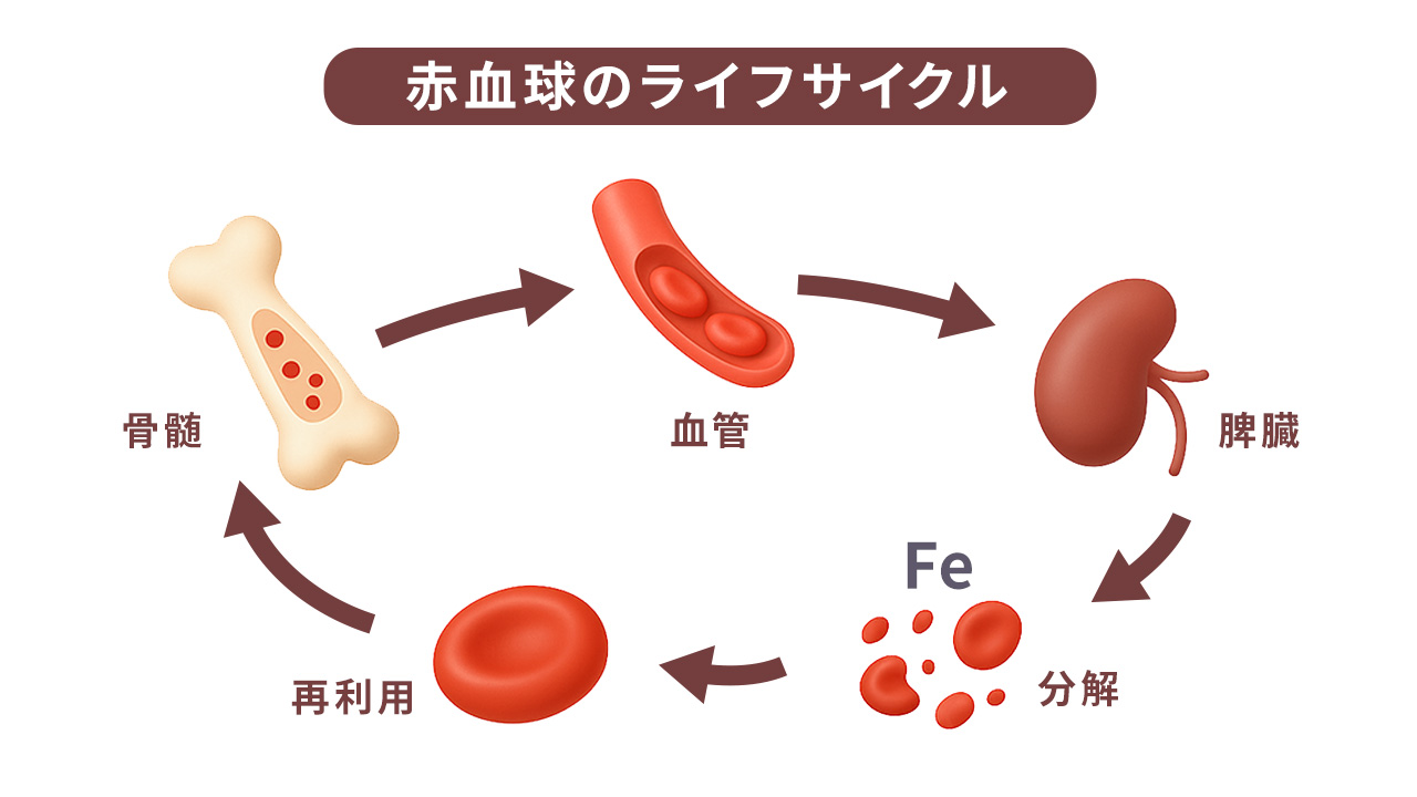 血液中のヘモグロビンが酸素を全身に運ぶ鉄分の働きの仕組み