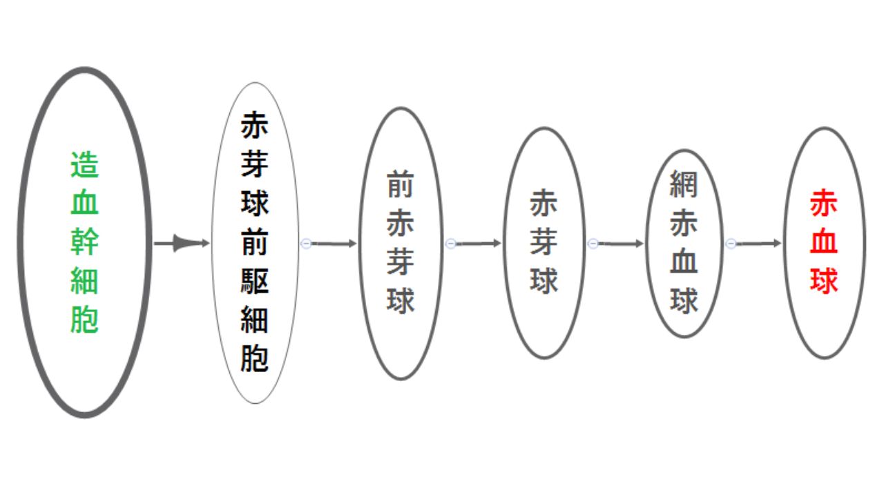 血液細胞の寿命を日数ごとに分類したチャート。赤血球の寿命は約120日で、白血球は数時間から数日と短い
