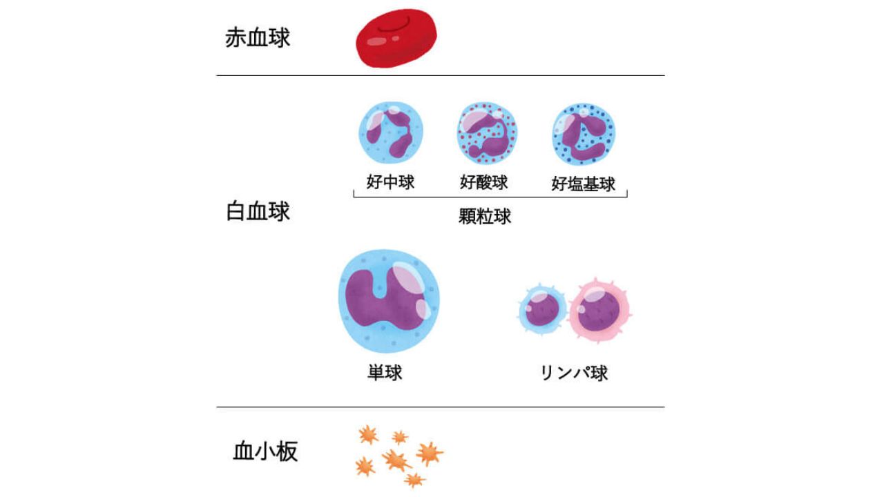 赤血球・白血球・血小板など血液細胞の種類と寿命を比較した図。血液の寿命を知ることは健康状態の把握につながる