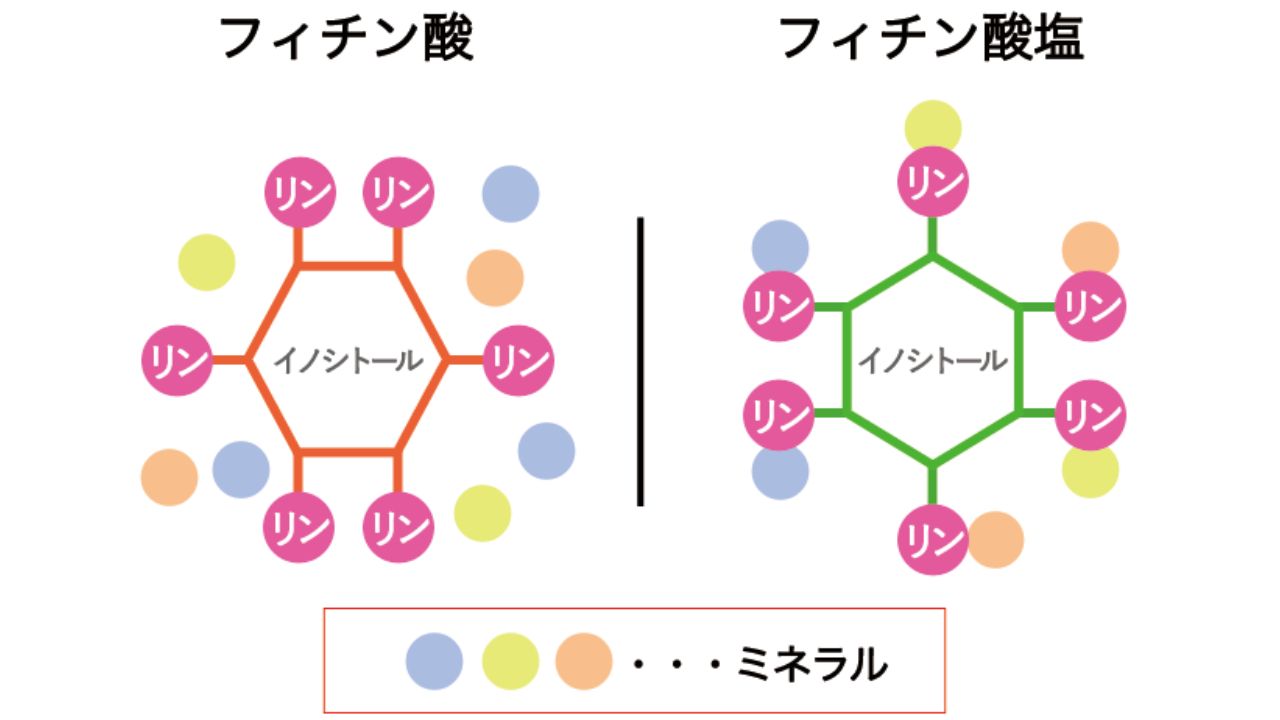 フィチン酸とフィチン酸塩の化学構造を示した図。玄米に含まれるフィチン酸が体内でミネラルの吸収を阻害する仕組みを解説