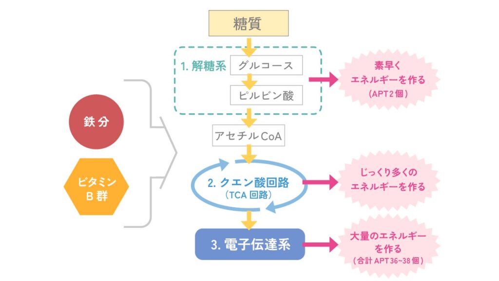 糖質からエネルギー（ATP）を作る代謝回路（解糖系・TCA回路・電子伝達系）と鉄分・ビタミンB群の役割